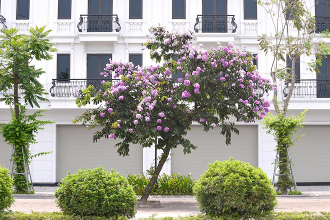 Màu tím của hoa bằng lăng rất nổi bật trên đường phố.