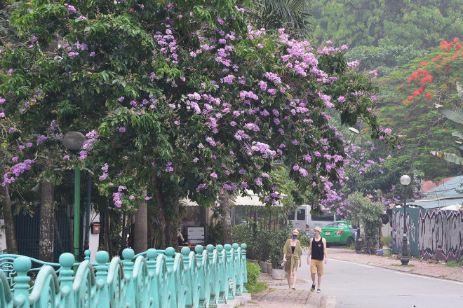 Con đường quanh hồ Tây được trồng khá nhiều cây bằng lăng. Mùa hoa bằng lăng rất hấp dẫn đối với dân mê nhiếp ảnh. Năm nay, do dịch COVID-19 đang bùng phát mạnh nên không còn thấy cảnh chị em nhộn nhịp, tạo dáng bên những cây bằng lăng đang rất đẹp.