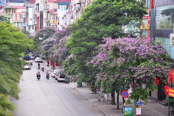 Hai bên đường phố Đào Tấn gần như được phủ kín bởi màu tím bằng lăng.