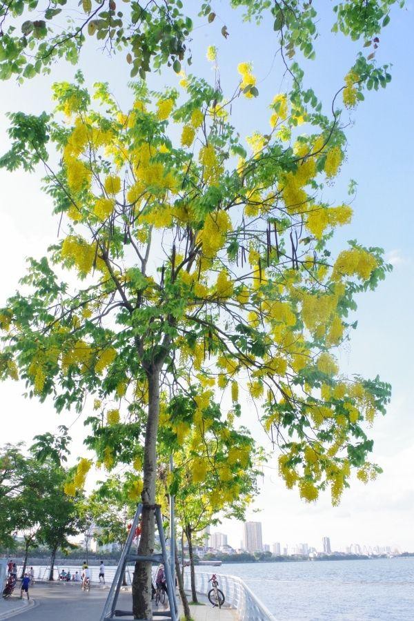 Muồng hoàng yến bung nở rực rỡ ven hồ.