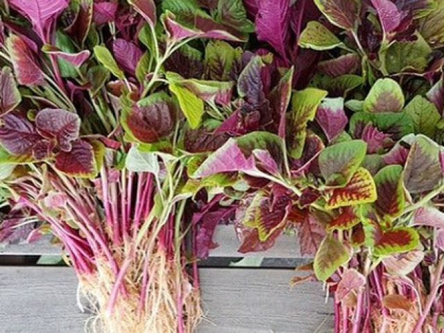 Ẩm thực - Loại rau được coi là "món ăn trường thọ" mọc đầy vào mùa hè, giá rẻ, đừng bỏ qua