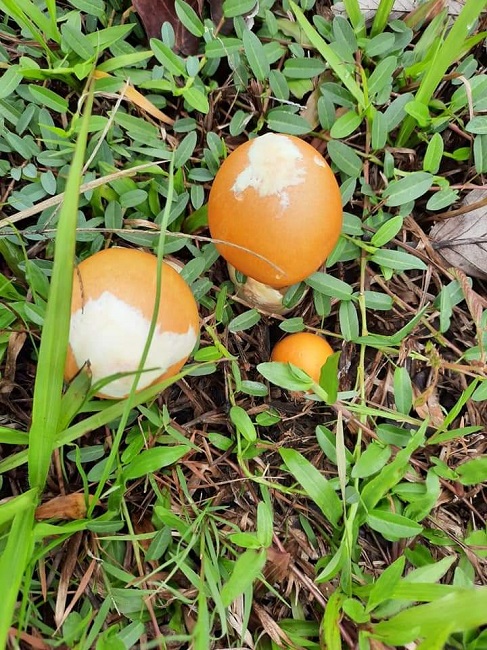 Thoạt nhìn cây nấm giống hệt quả trứng gà.