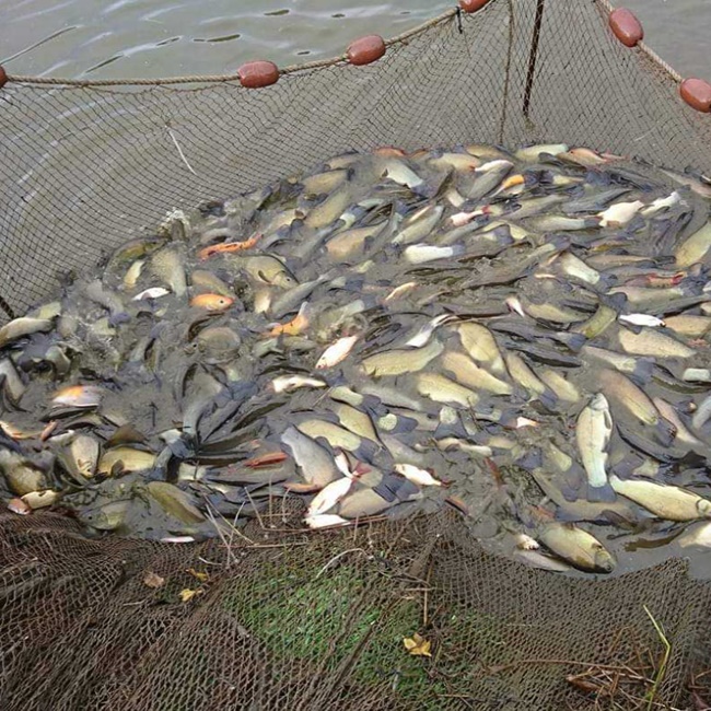 Anh Nguyễn Dương Khiêm ở thôn Quảng Tân, xã Nam Tân, Nam Sách Hải Dương nuôi cá quế và bán được giá từ 140.000-150.000 đồng/kg, thu lãi khoảng 200 triệu đồng/lồng. 
