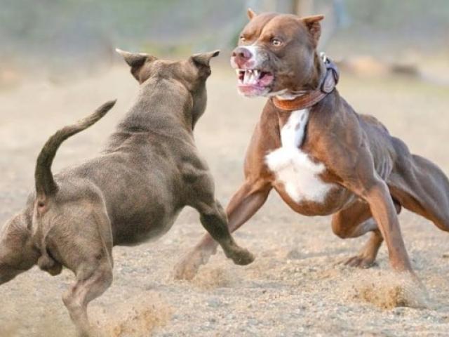 Media - Cuộc chiến đẫm máu giữa Pitbull với loài chó được huấn luyện "hết sức bình tĩnh"