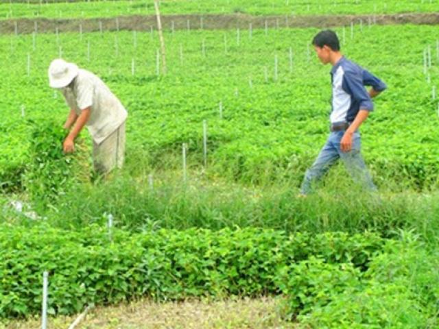 Thị trường - Tiêu dùng - Thứ như "thần dược" ở Việt Nam, nông dân trồng kiếm tiền triệu chẳng cần chăm
