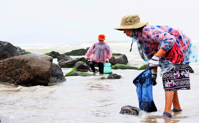 Cứ vào độ tháng 10 âm lịch, khi mùa mưa bắt đầu là lúc người dân vùng biển Kỳ Anh (Hà Tĩnh) rủ nhau đi lấy rong biển trên những bãi đá.
