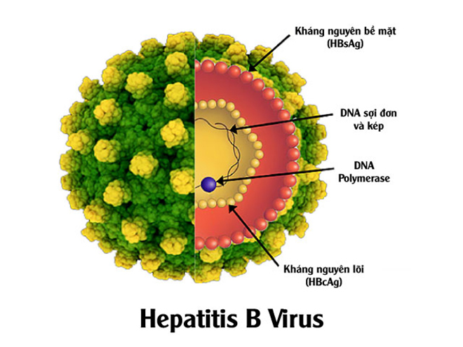 Bất ngờ trước công dụng hỗ trợ giảm Virus Viêm gan B sau 3 tháng nhờ cây Đan sâm - 2