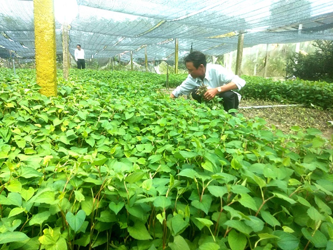 Ví dụ ông Trần Thanh Tuấn, Nhị Bình, Châu Thành, tỉnh Tiền Giang có 2 công đất trồng rau diếp cá sau đó mua thêm 4 công đất nữa để trồng, mỗi năm thu hoạch 5-6 đợt, tính hàng năm lãi vài trăm triệu đồng.
