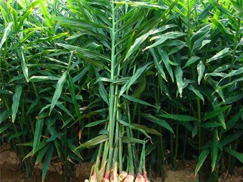 Gừng rất tốt cho sức khoẻ (Ảnh minh hoạ)