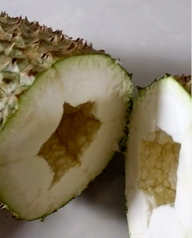 Trái sầu riêng này hoàn toàn rỗng ruột, không hề có một múi sầu thơm ngậy nào như mong đợi.