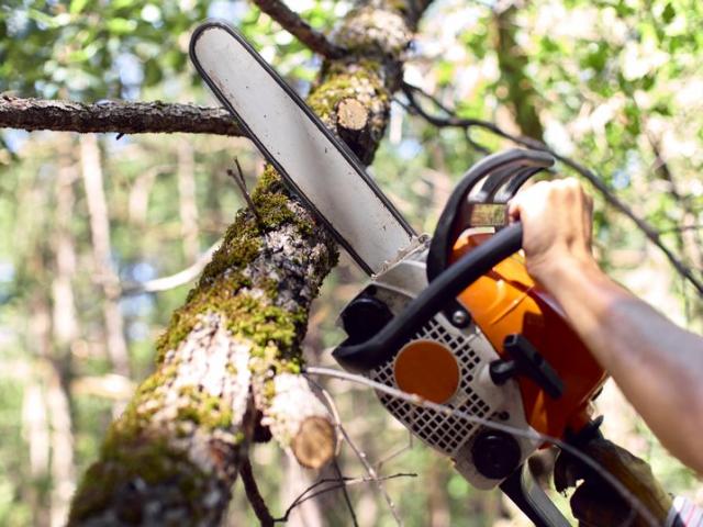 Phi thường - kỳ quặc - Đang cưa cây, bị máy cưa cứa vào cổ nguy kịch