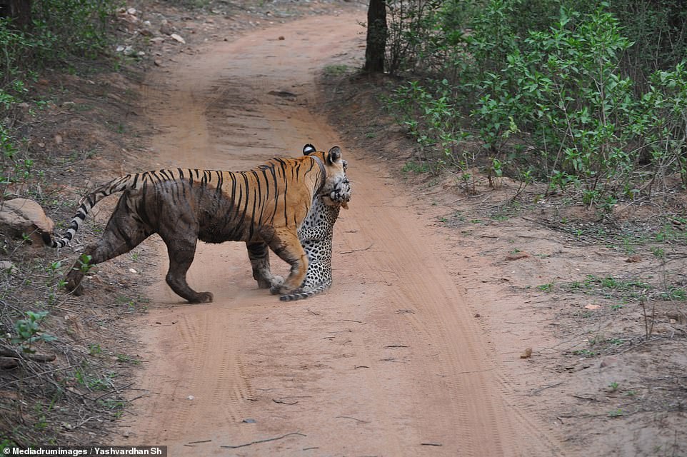 Con hổ cái nặng 140kg giết chết báo hoa mai có kích thước nhỏ hơn.