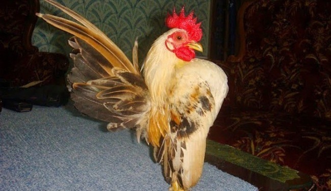 Thời gian sống của gà Serama khoảng 7 năm, nhưng một số con có thể sống tới 10 năm. Ở Malaysia, loài gà này được mô tả là chiến binh dũng cảm.
