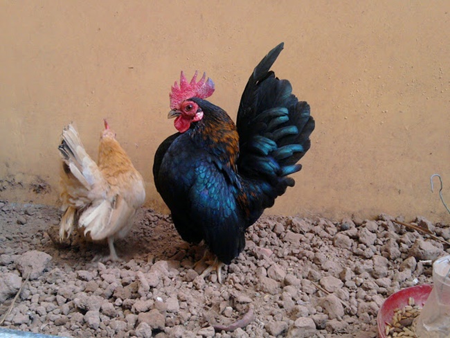 Gà tre Serama có vẻ đẹp vương giả, chỉ cao bằng gang tay, trọng lượng chỉ từ 300 đến 500 gram.
