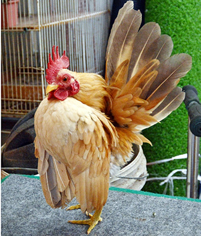 Gà Serama chịu được môi trường sống nóng và lạnh, nơi ở của giống gà này cần đảm bảo khô ráo, tránh ẩm ướt hay bùn.
