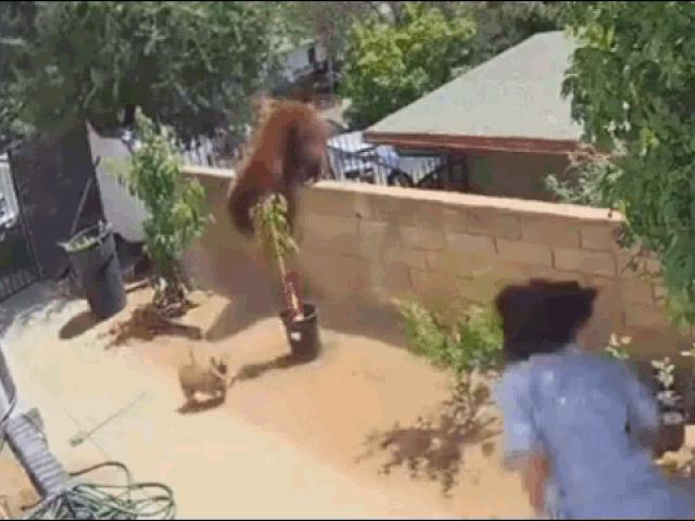 Media - Thiếu nữ 17 tuổi một mình đối đầu gấu nâu để bảo vệ chó cưng