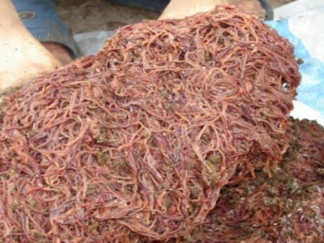 Thị trường - Tiêu dùng - "Hốt tiền" từ loài ăn bẩn, ở bẩn tại Việt Nam