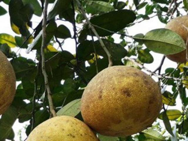 Thị trường - Tiêu dùng - Giống bưởi tiến vua giúp cả làng đổi đời giàu sang