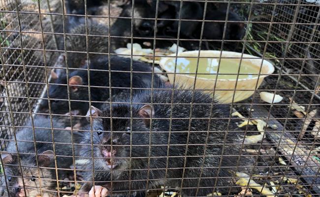 Top với hơn 67 về mô hình nuôi chuột cống nhum hay nhất  Tin học Đông Hòa