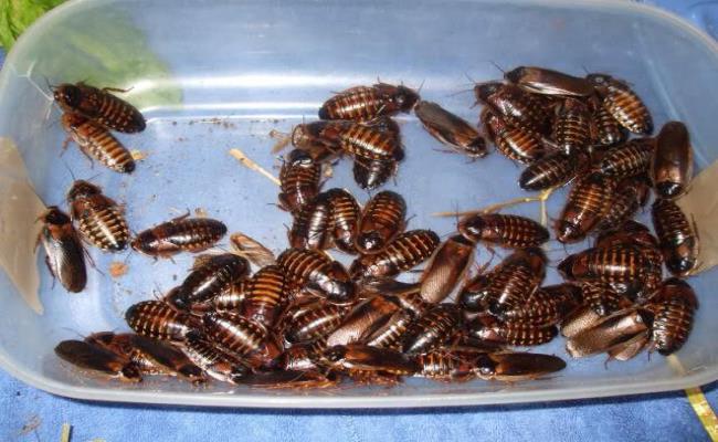 Nuôi gián đất không cần diện tích lớn, chúng không gây ồn ào như dế và không đòi hỏi kỹ thuật nuôi phức tạp như sâu. Mô hình kinh tế này cũng có đầu ra ổn định.&nbsp;
