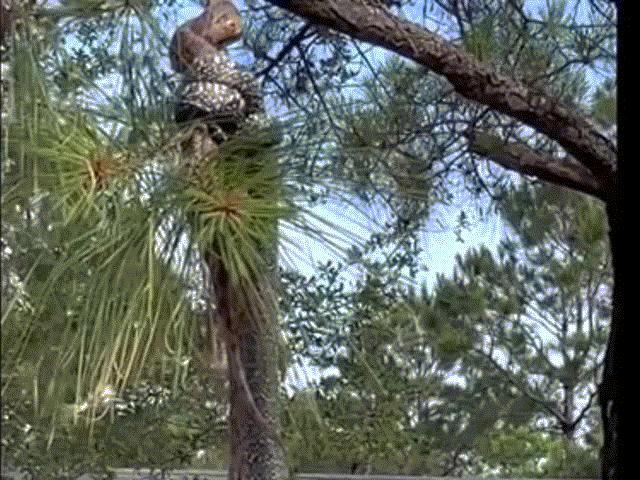 Phi thường - kỳ quặc - Video: Rùng mình cảnh 2 con rắn treo ngược trên cành cây, quyết chiến "một mất một còn"