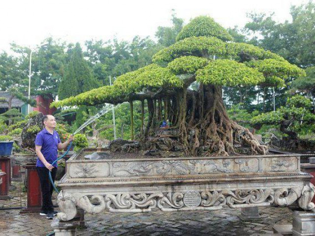 Thị trường - Tiêu dùng - Những "tay chơi" khét tiếng bán cả gia tài bạc tỷ chỉ đổi lấy cây cảnh