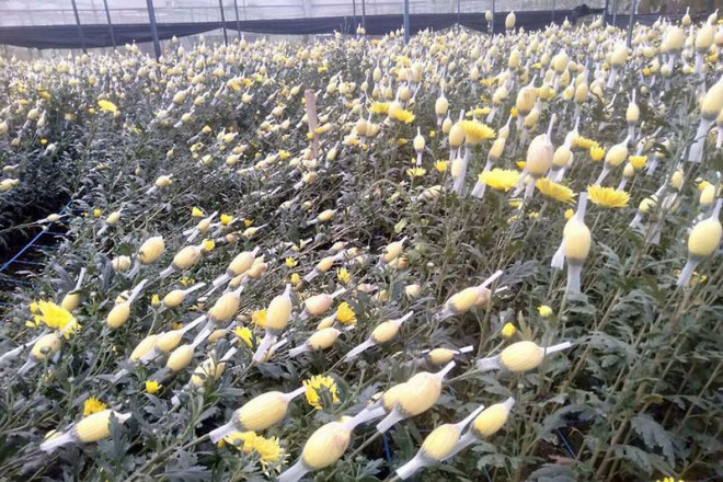 Hoa ly của nông dân Đà Lạt nở to nhưng không tiêu thụ được khiến nông dân phải bỏ (ảnh trên) và hoa cúc đang được nhổ bỏ. Ảnh: THANH SANG
