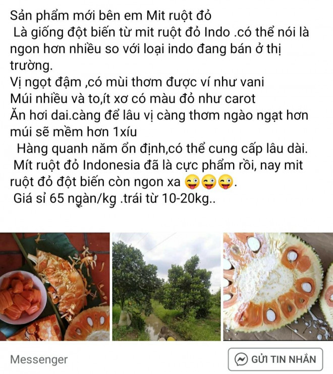 Một đầu mối rao bán mít đỏ