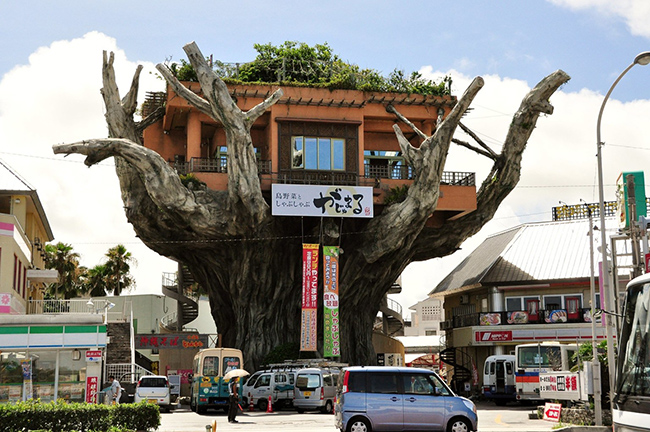 Gajumaru Treehouse Diner - Nhật Bản: Nếu được chiêm ngưỡng ngôi nhà này bạn sẽ thấy đây thực sự là một cảnh tượng siêu thực. 
