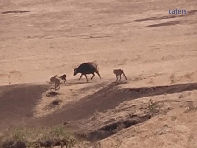 Media - Trâu đực liều chết cướp lại nghé con từ nanh vuốt của bầy sư tử