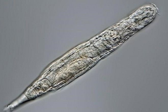 Một trùng bánh xe đã sống suốt 24.000 năm trong lớp băng vĩnh cửu Bắc Cực. Ảnh: CNN
