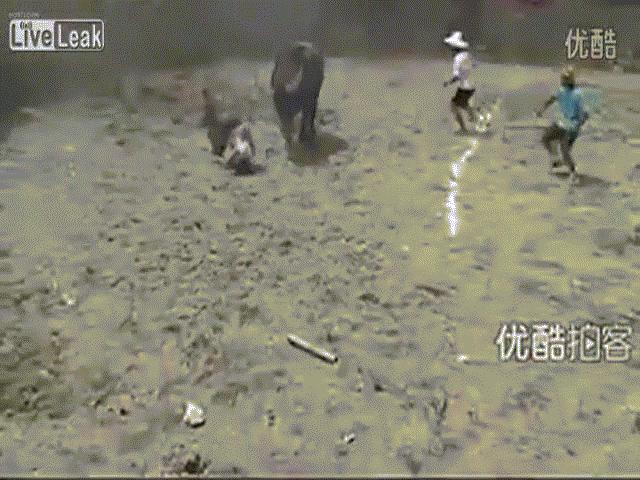 Phi thường - kỳ quặc - Video: Rùng mình cảnh trâu điên húc người đàn ông văng lên không trung rồi "lột áo"