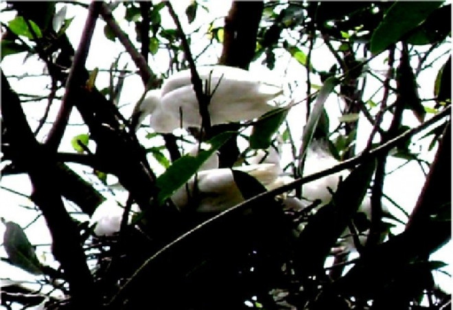 Vườn chim thật sự là điểm tham quan không thể bỏ qua khi đến Cà Mau.