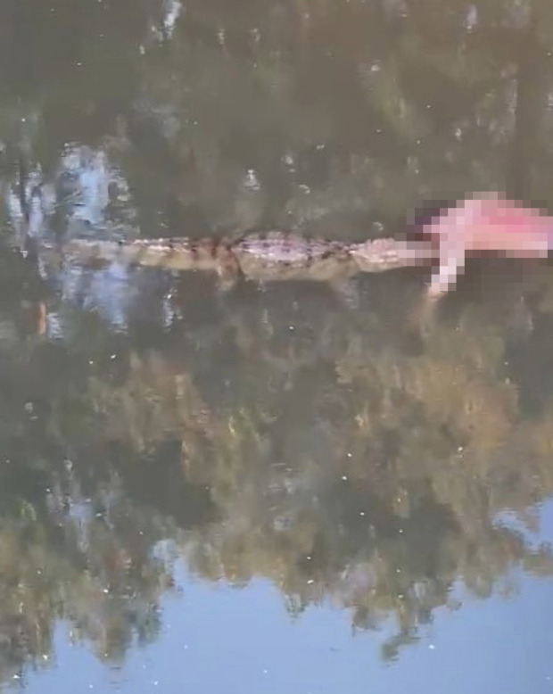 Con cá sấu kéo xác thi thể trôi sông.
