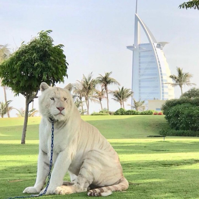 Có một thời những con thú dữ xuất hiện không hiếm tại các tư gia của nhà giàu xứ Dubai.
