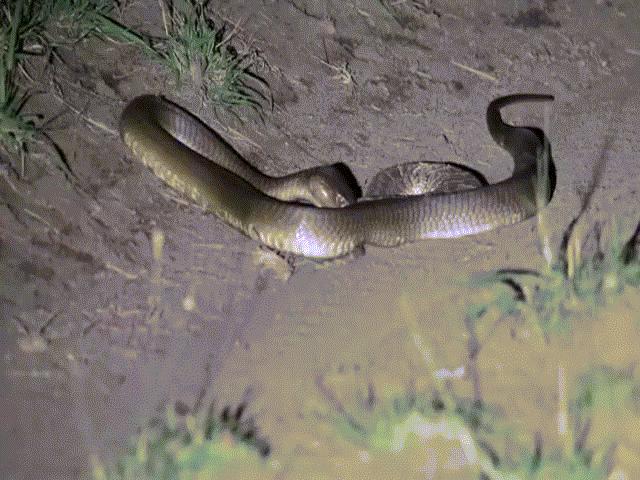 Phi thường - kỳ quặc - Video: "Cỗ quan tài sống" bị rắn hổ mang tiêm độc rồi nuốt gọn trong tích tắc