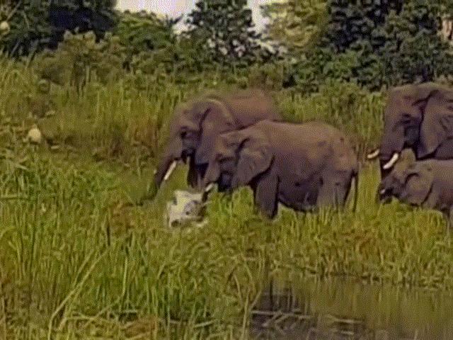 Phi thường - kỳ quặc - Video: Voi con bị "sát thủ đầm lầy" phục kích, suýt cắn đứt vòi