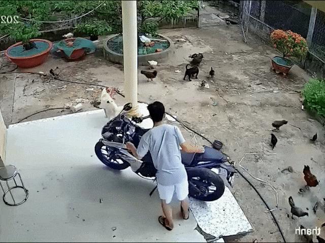 Xe máy - Xe đạp - Xót xa chàng trai bất cẩn làm đổ mô tô khiến... đàn gà chạy tán loạn