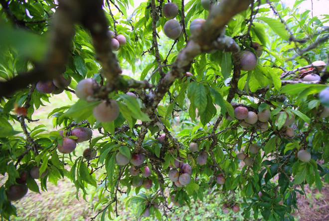 Mận tam hoa đặc sản &#34;rẻ như cho&#34; nhưng chẳng mấy người mua - 1