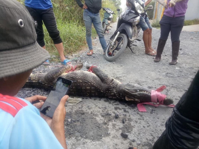 &#34;Có khả năng một số người đã thả cá sấu ra ngoài tự nhiên&#34; - 2