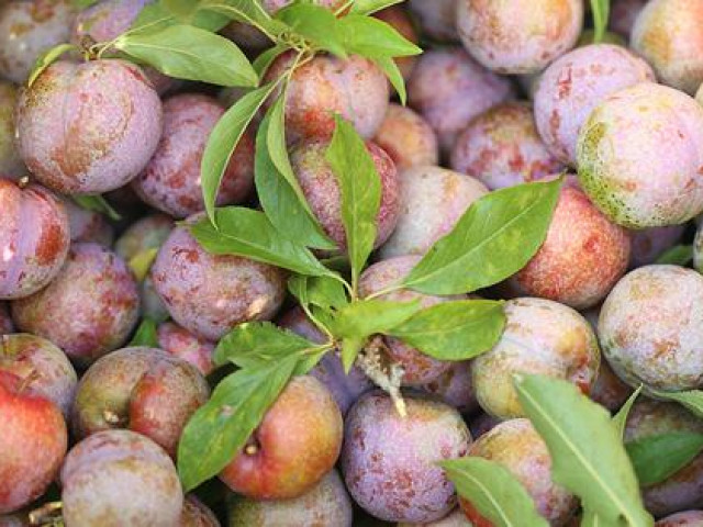 Thị trường - Tiêu dùng - Mận tam hoa đặc sản "rẻ như cho" nhưng chẳng mấy người mua