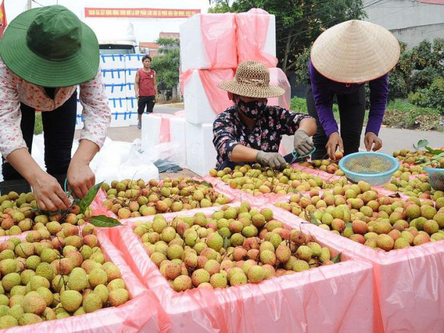 Thị trường - Tiêu dùng - Vải thiều tràn ngập thị trường TP.HCM, nhiều "cung bậc" giá