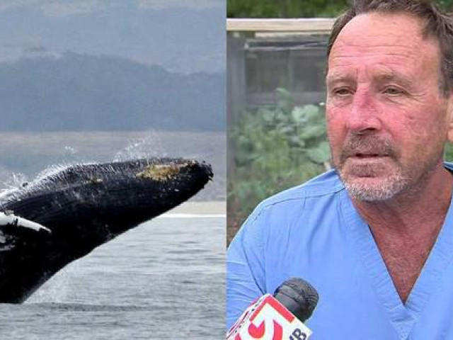 Thế giới - Mỹ: 30 giây kinh hoàng của ngư dân rơi vào miệng cá voi