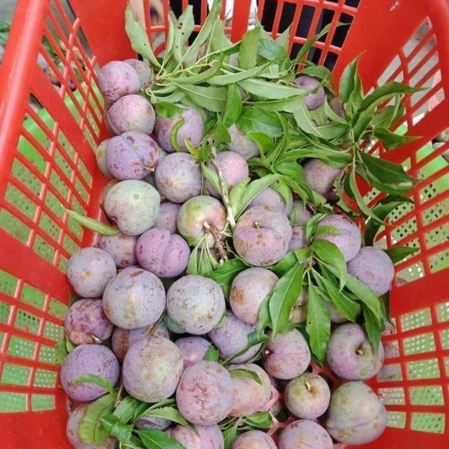 Mận tam hoa đặc sản &#34;rẻ như cho&#34; nhưng chẳng mấy người mua - 4