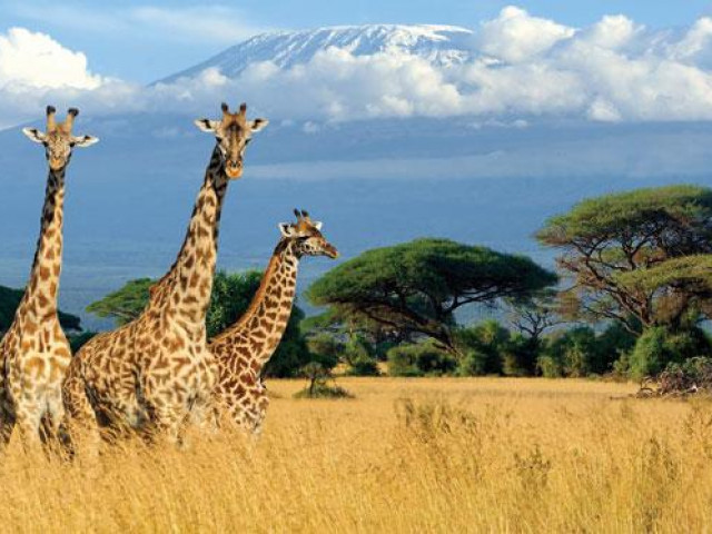 Du lịch - Kenya và những chuyến đi đầy cảm hứng