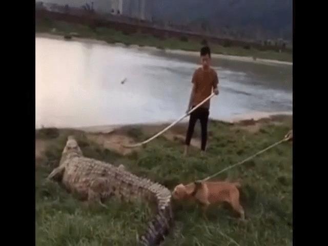 Phi thường - kỳ quặc - Video: Dám trêu ngươi, chó Pitbull bị cá sấu quất đuôi "vả" thẳng vào mặt