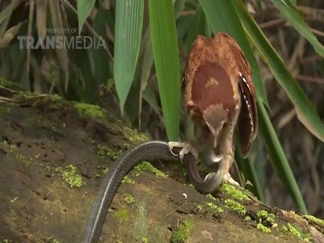 Phi thường - kỳ quặc - Cuộc chiến sinh tồn: Cú mèo và rắn đối đầu ác liệt không khoan nhượng
