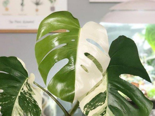 Thị trường - Tiêu dùng - Shock với cây trầu bà được bán với giá hơn 400 triệu đồng