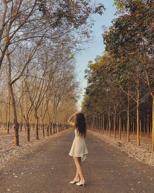 Bình Phước: Vẻ đẹp hoang sơ từ những cánh rừng cao su mùa thay lá lãng mạn như phim Hàn - 5