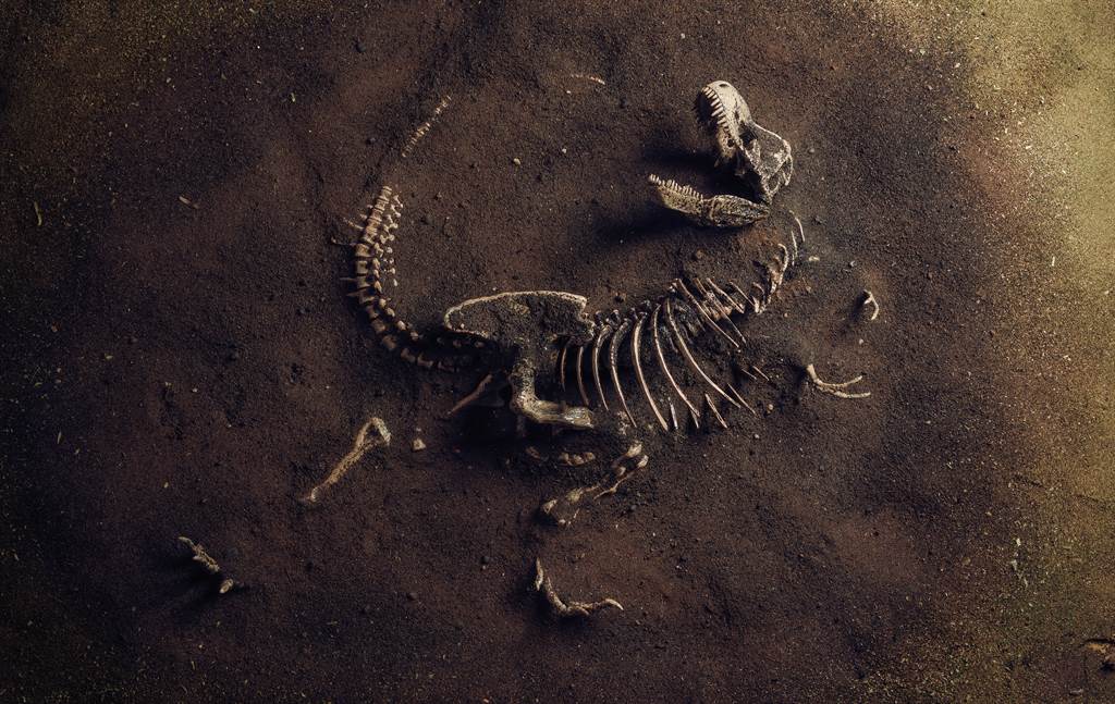 Hoá thạch khủng long khổng lồ cách đây 180 triệu năm được phát hiện ở Trung Quốc - 1
